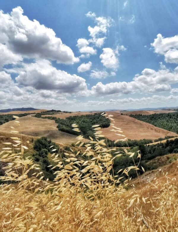 Vista of rolling tuscan hills on a sunny day with gold-hued plans in the foreground.